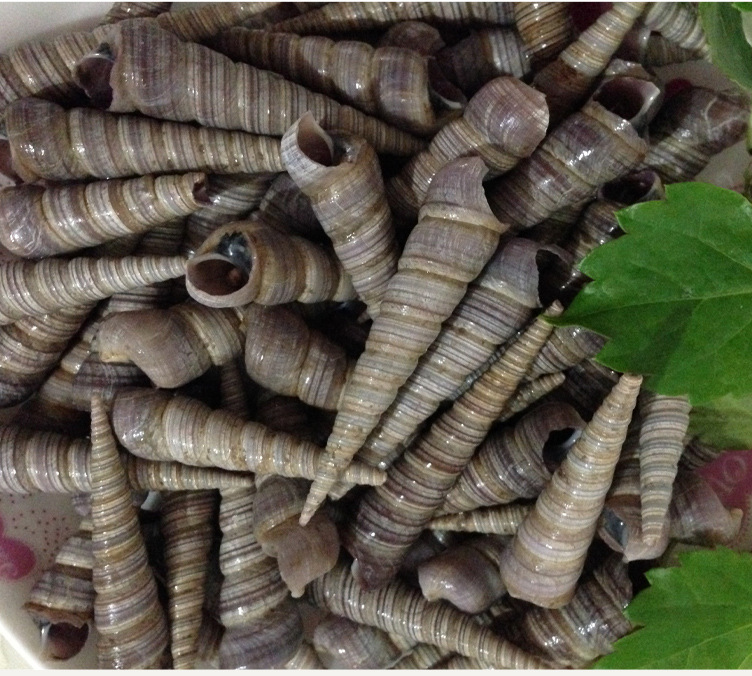 批发供应水产品肉肥味美薄散装鲜活即食钉螺直供超市酒店