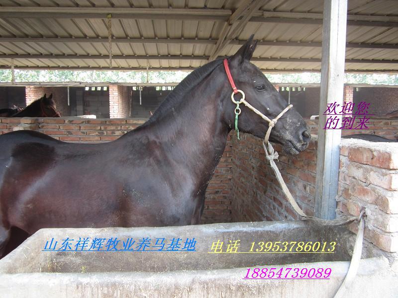 大型养马场三河马批发山东祥辉养马场