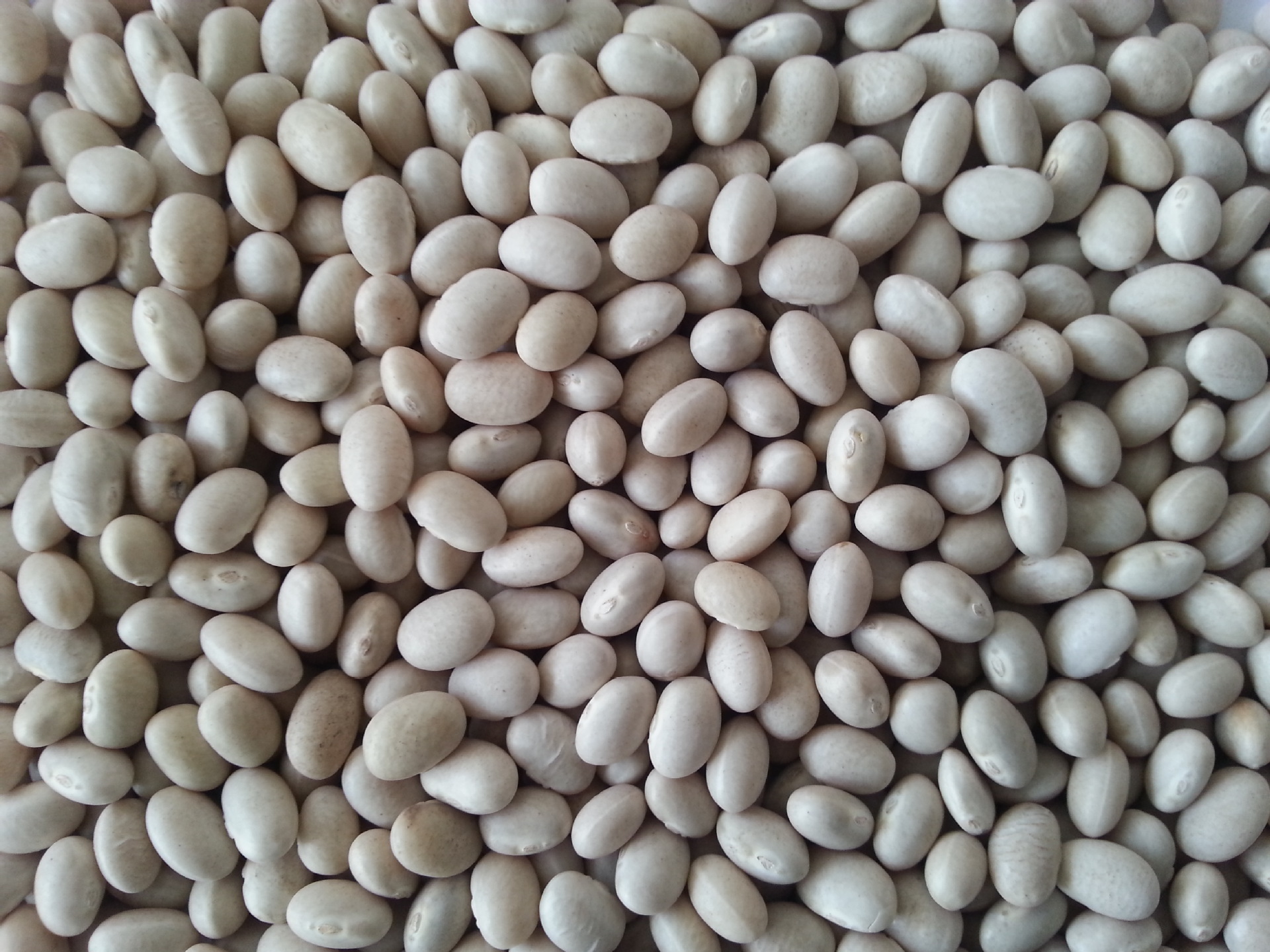 供应14年海军白芸豆图片,供应14年海军白芸豆图片大全,大连嘉尔农副