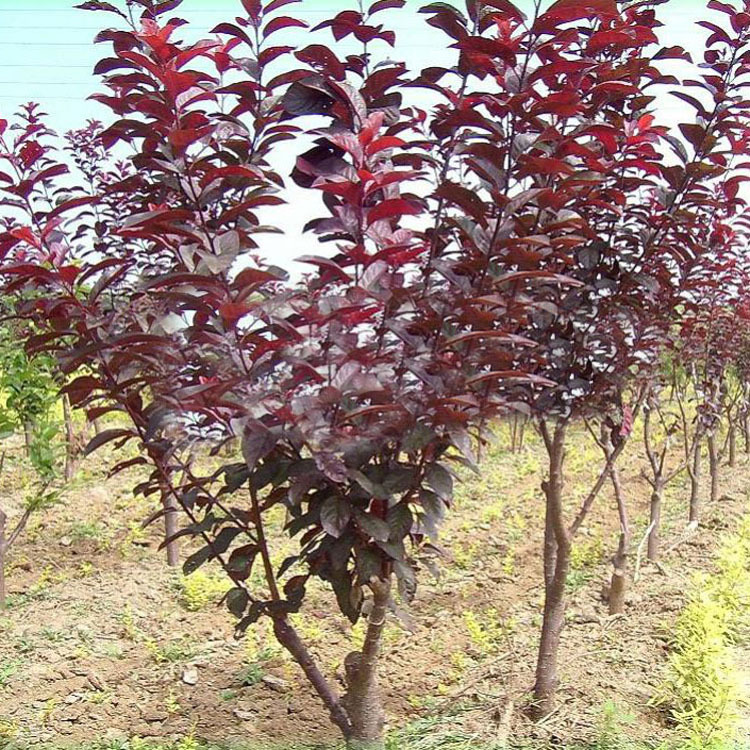 【花大园林】供应各种工程绿化小苗 量大优惠 优质 紫叶李苗