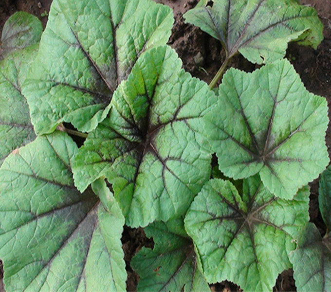 _有机寒菜基地直销生态健康新鲜安全自然高档寒菜厂家价格 114批发网