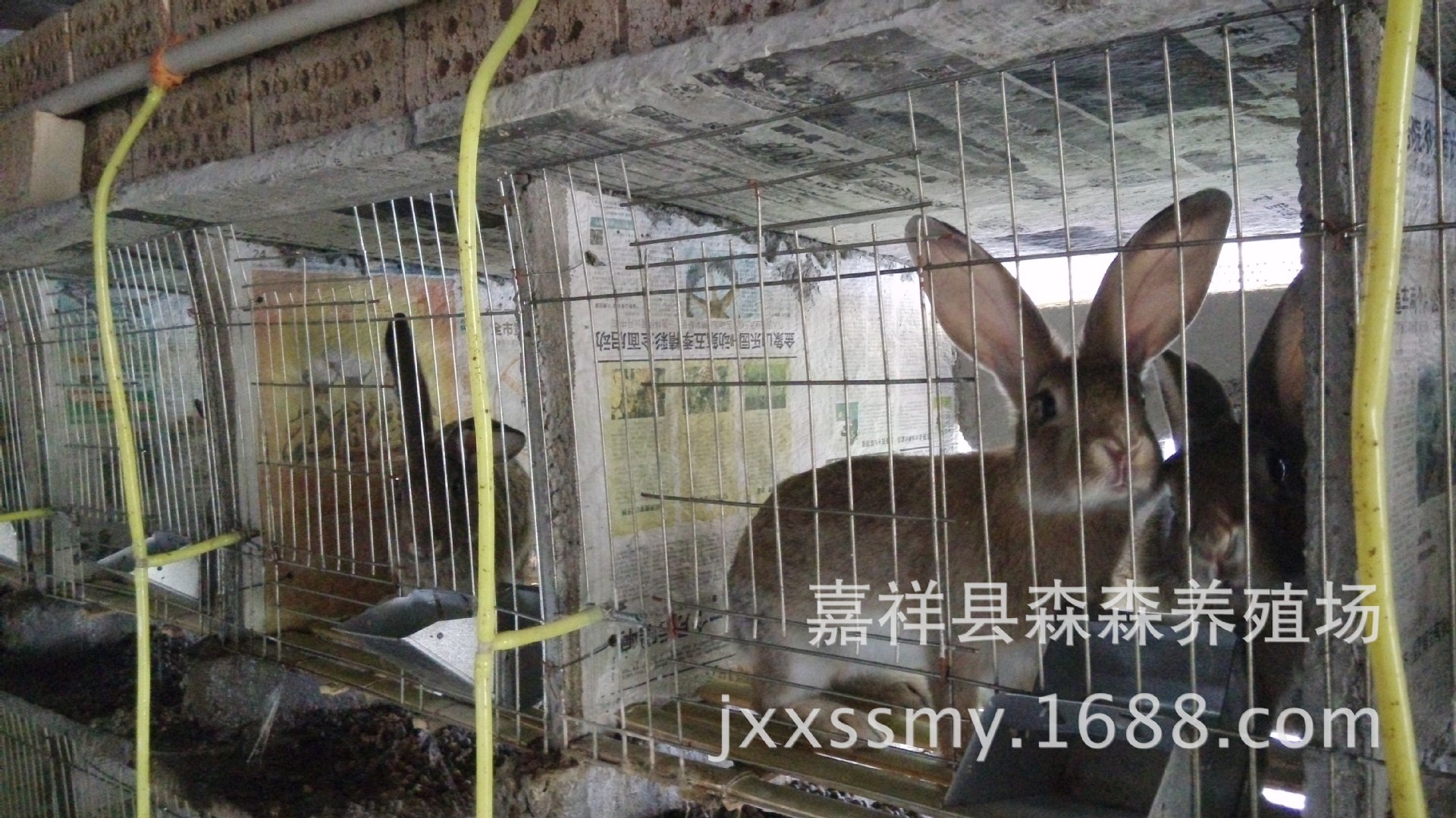 种兔养殖场免费技术指导 獭兔的防疫 肉兔 长毛兔 防疫 知识.
