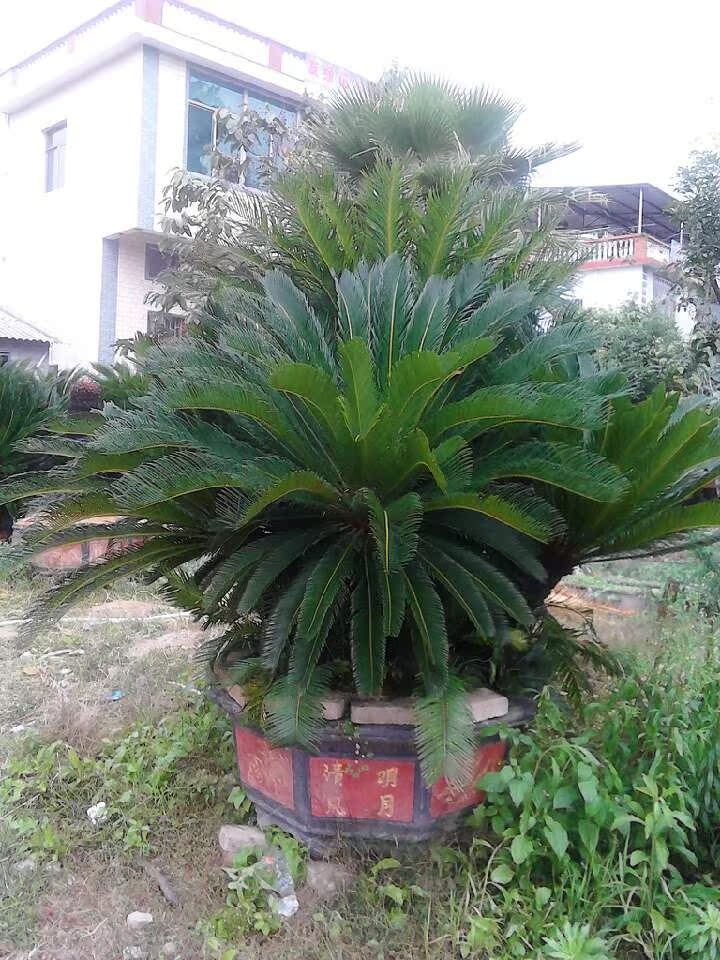 大量批发铁树盆景 铁树盆栽大铁树 苏铁高50左右高12到15左右