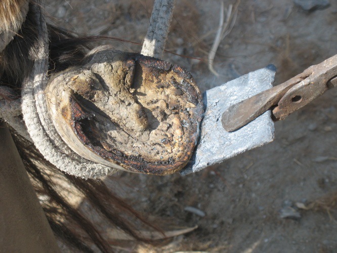 最标准养马基地山东祥辉养马场出售三河马