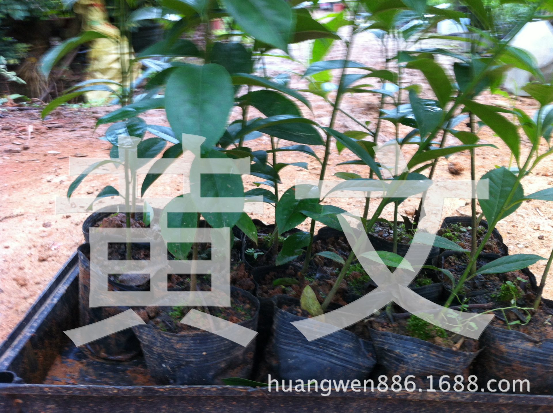 王老吉 熊胆树苗