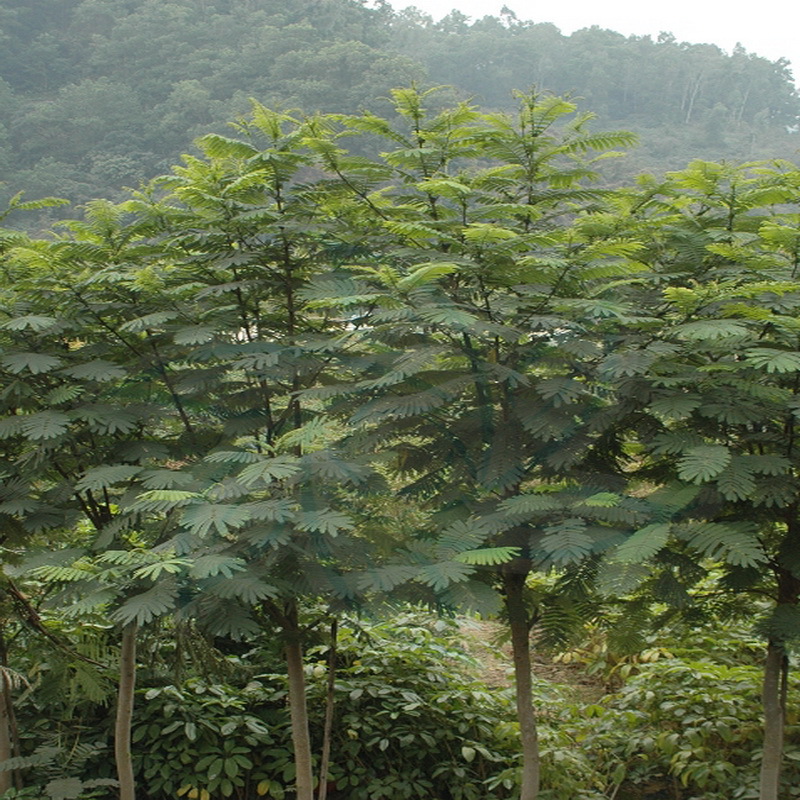 南洋楹木(南洋楹木和实木的区别)