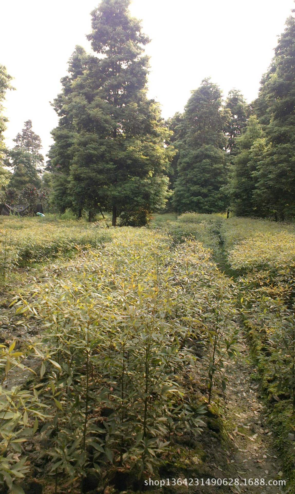 请认准金丝楠木最细叶叶子边缘呈金黄色