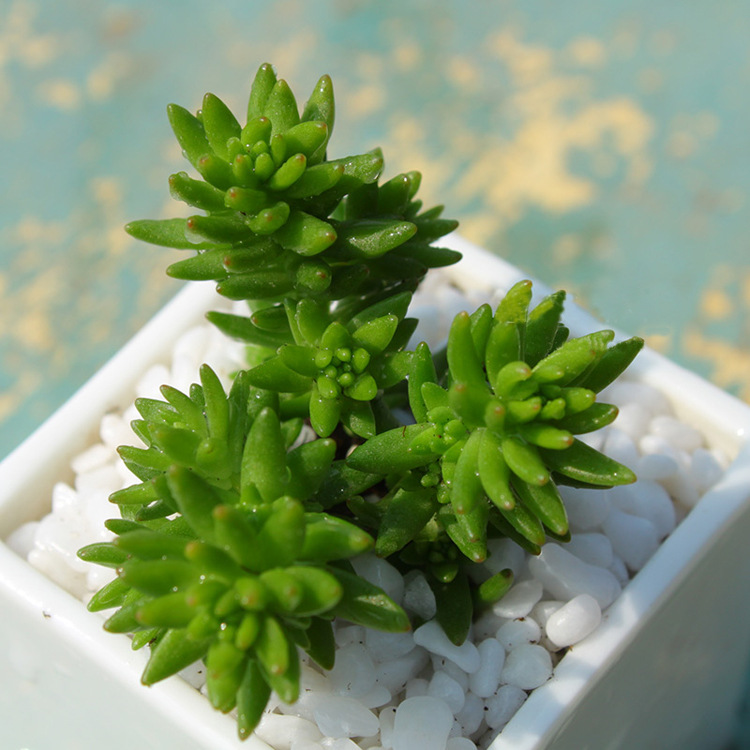 大量 批发多肉植物 白花小松 绿植小盆栽净化空气