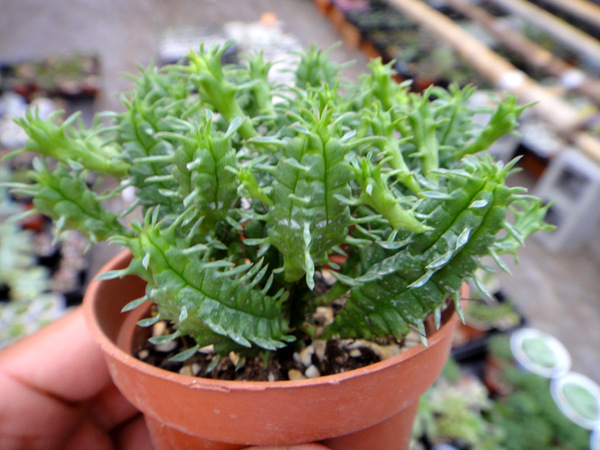 多肉批发 上海多肉植物批发 麒麟阁