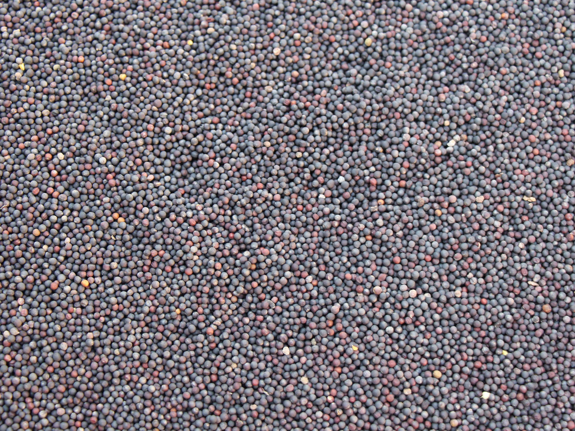 油菜籽厂家直销安徽产优质榨油菜籽批发供应全国50kg起批