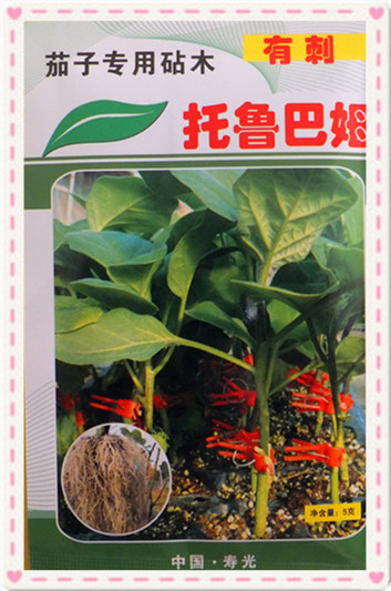 寿光批发供应各种茄子专用嫁接砧木-托鲁巴姆(有刺,无刺)