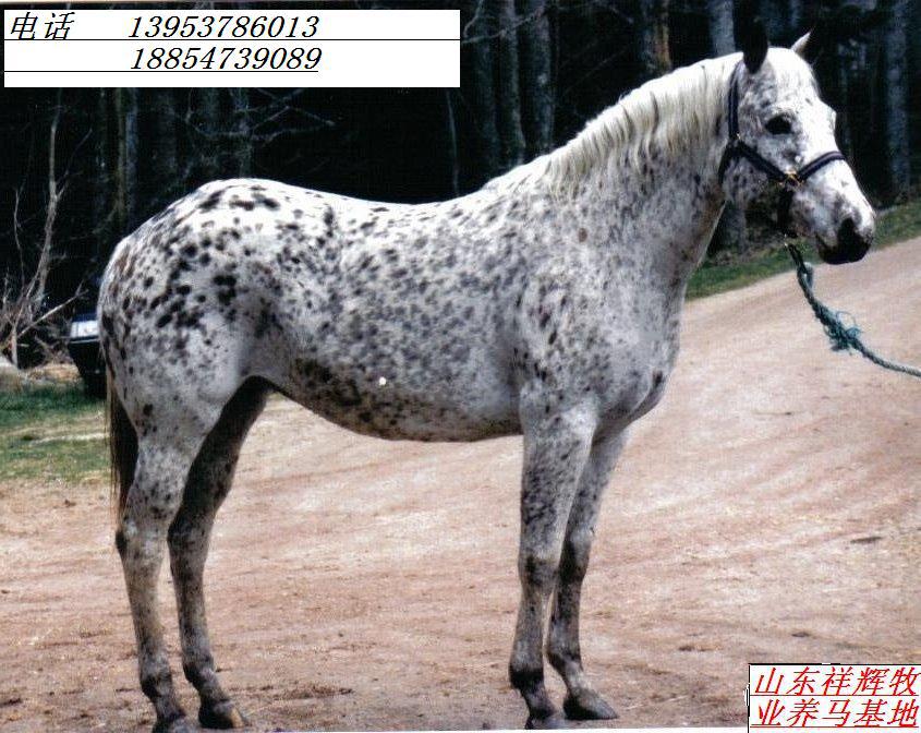 山东马价格半血马专业养殖祥辉养马场