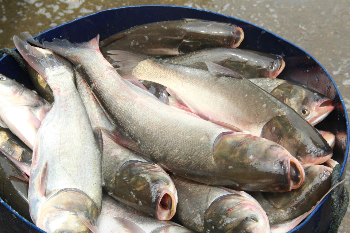 專業供應 優質野生鰱魚 湖南本土鮮活鰱魚 肉質鮮美