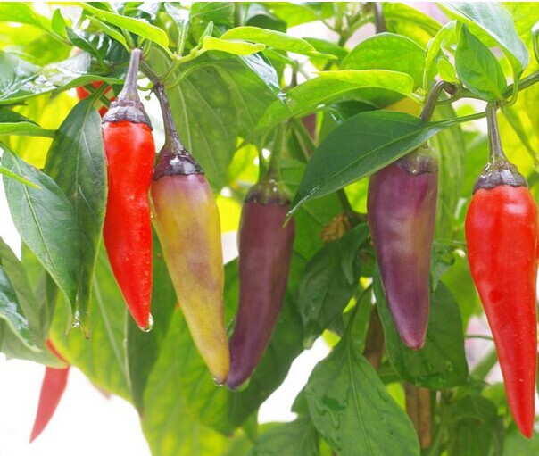 蔬菜种子 垂彩尖椒种子 多彩小辣椒颜色鲜艳彩椒 外观亮丽 1g/包