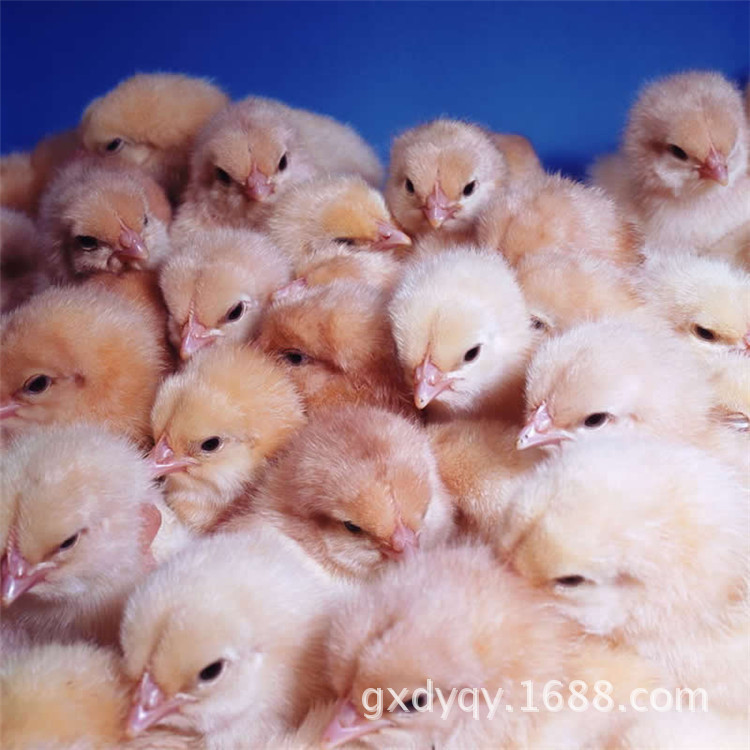 批发优质罗曼粉鸡苗 批发品种齐全优质蛋鸡鸡苗 成活率高好养