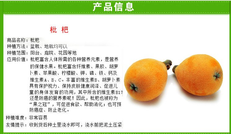 白沙枇杷的产量以苏州洞庭东,西山为最多.