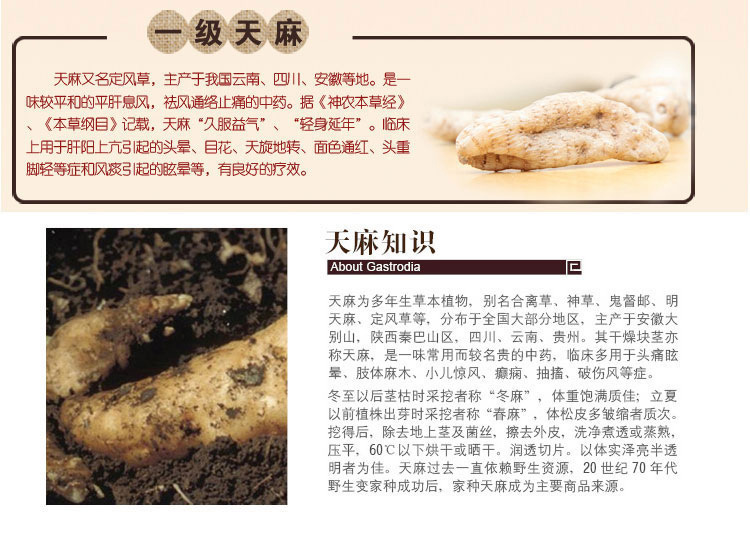 天麻批发 云南昭通天麻 特级 基地直销 高山野生天麻批发