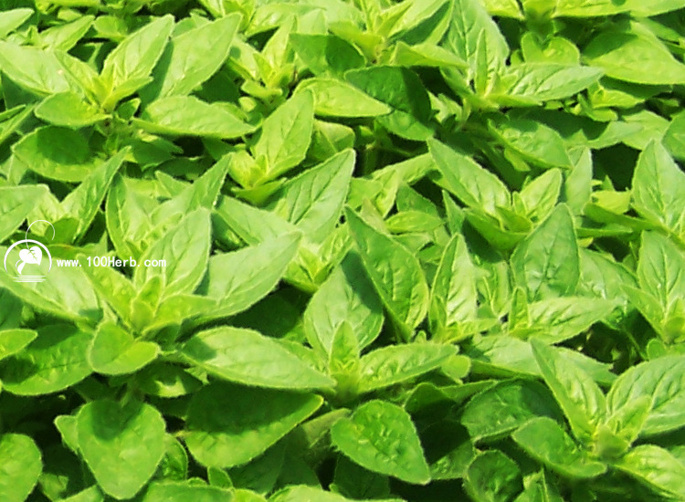 牛至的食用方法