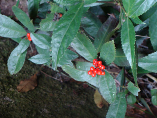 草珊瑚|红珊瑚|草珊瑚种苗|草珊瑚含片的功效|复方草珊瑚含片