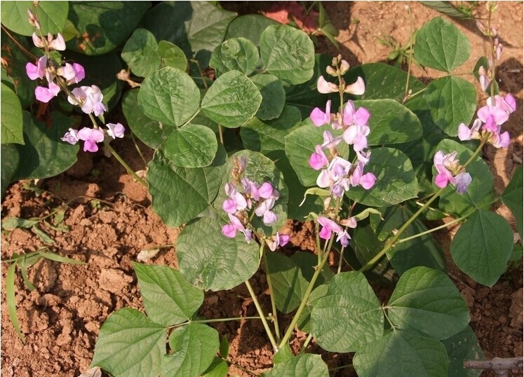 蔬菜种子 红扁豆种子 紫红眉豆 健脾祛湿排毒 质量好 产量高