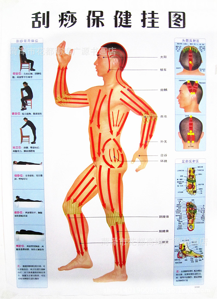 山东菏泽[厂家直销]侧面人体刮痧保健挂图批发穴位经络疗法刮痧挂图