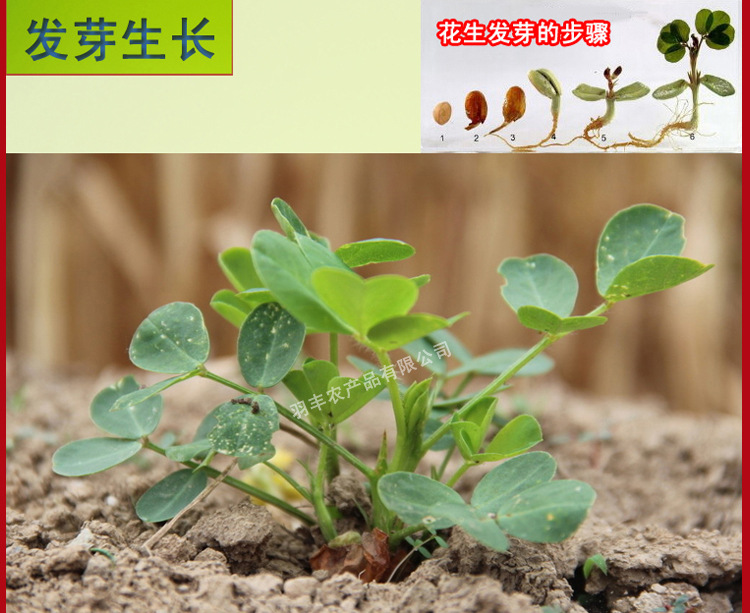 百年工艺压榨纯正花生油 非转基因食用油 假一赔百 一件代发