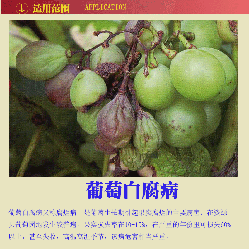 乐稼神功葡萄专用农药杀菌剂 治疗葡萄白腐病褐斑病