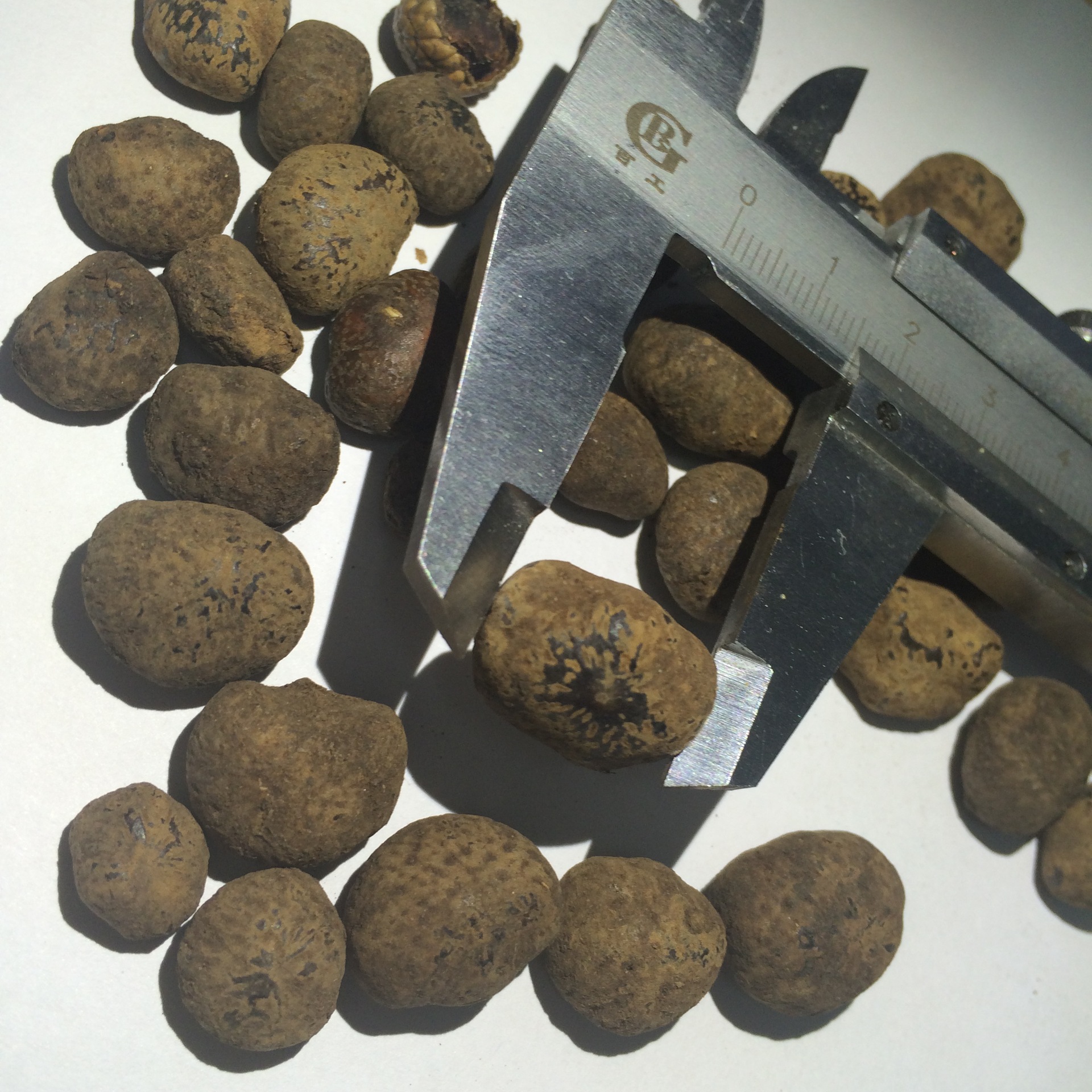 星月菩提原籽通货 原籽原料 通货散珠 高密元宝籽 星月菩提子