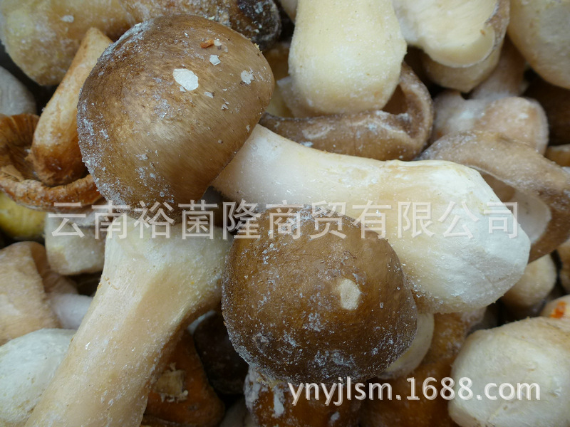 白罗伞菌图片,白菌图片,白罗伞菌_大山谷图库