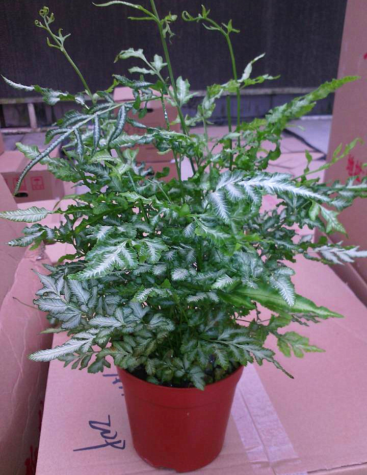 批发 室内花 迷你小盆栽夏雪银线蕨(90#) 蕨类植物
