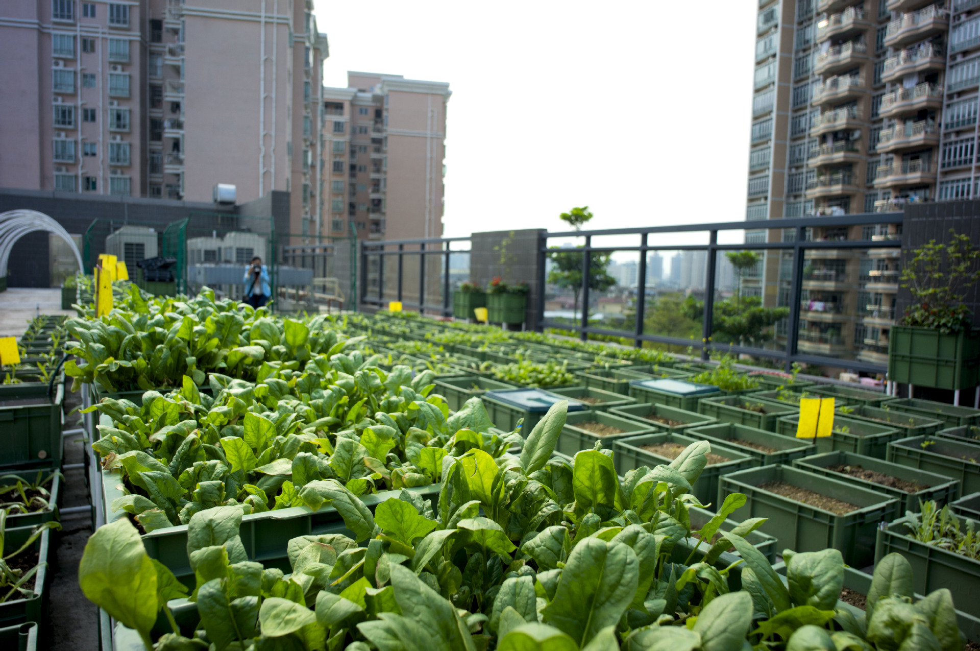 屋顶农场”中适宜种植的16种蔬菜,这些蔬菜将种植在学校,医院等