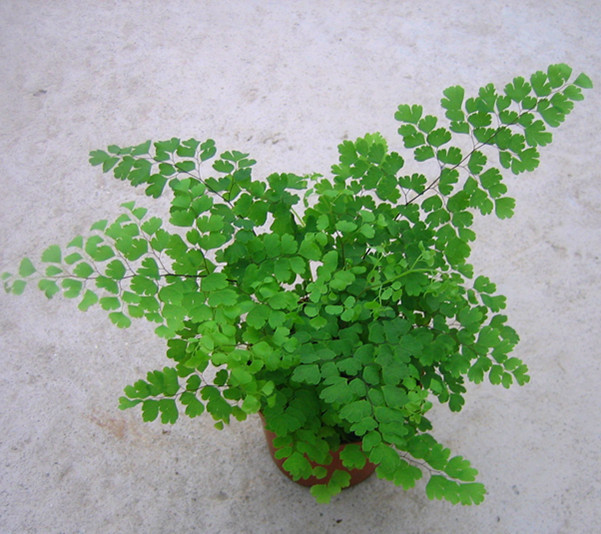 低价 室内花 铁线蕨a90杯 花卉植物迷你小盆栽批发 蕨类植物