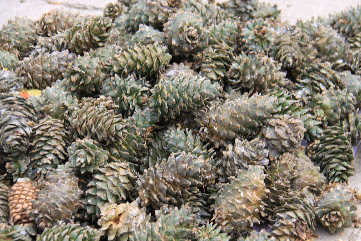 未加工非油炸未开口 野生大个生松子 2斤以上包邮_干果炒货类_列表网