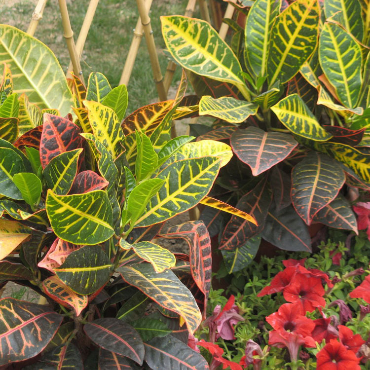 国槐 国槐树 槐树 速生国槐 乔木基地图片_21