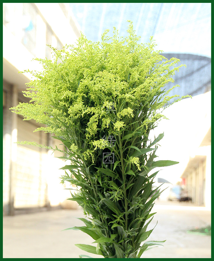 【滇绿园】云南鲜花批发黄莺---优质配草 花店花束必配配草.