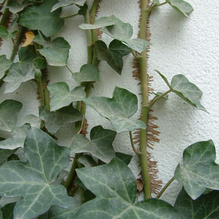 批发四季常青常春藤攀援植物常春藤室外爬藤植物