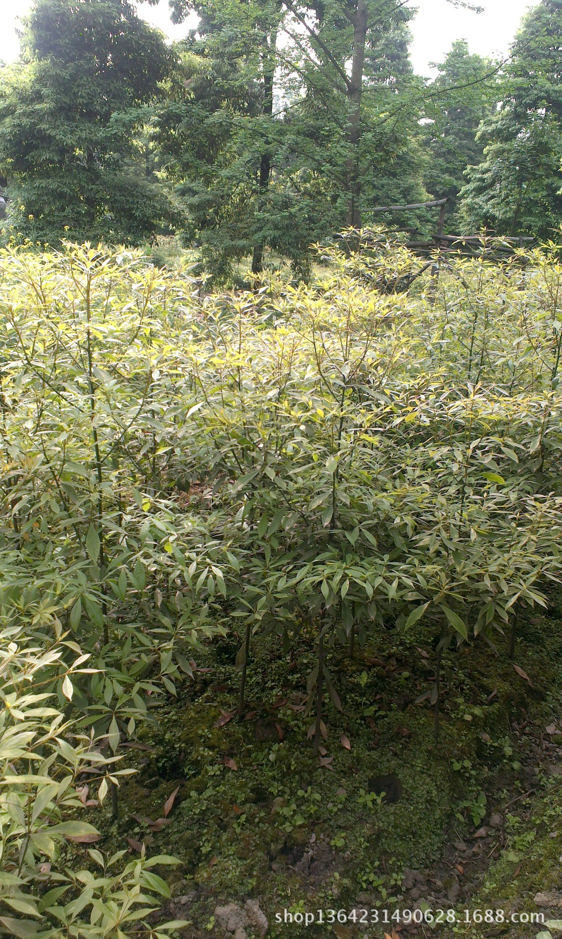 請認準金絲楠木最細葉葉子邊緣呈金黃色