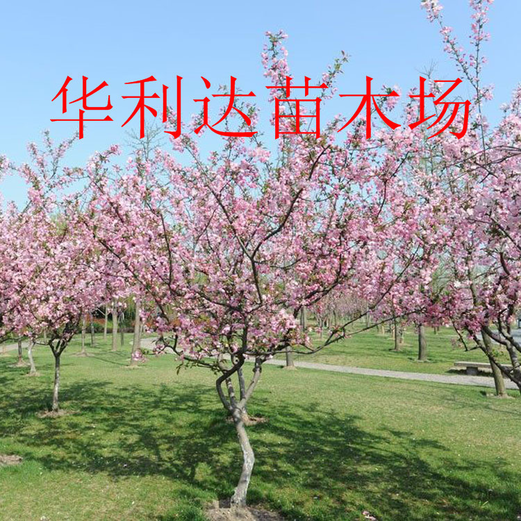 绿意盎然：苗木产业的发展与前景