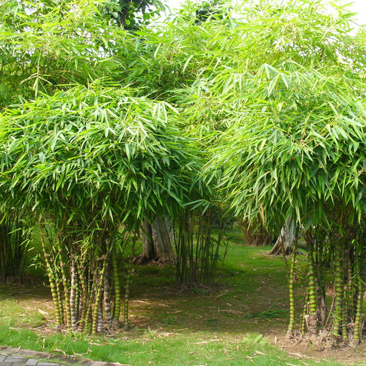 各种竹类花卉名称图片,竹类盆景名称大片,竹科类植物图片及名称(第12页)_文秘苑图库