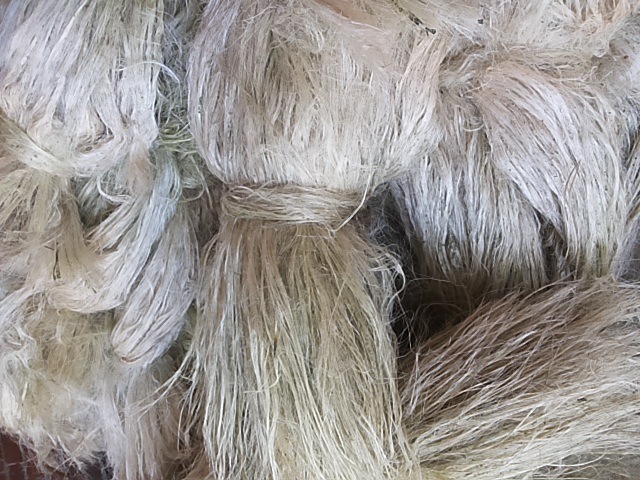剑麻纤维 纯天然剑麻纤维 墨西哥麻抛光 漂白 加工 来样品定做