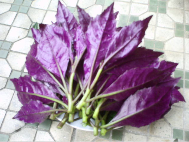 紫色蕹菜图片