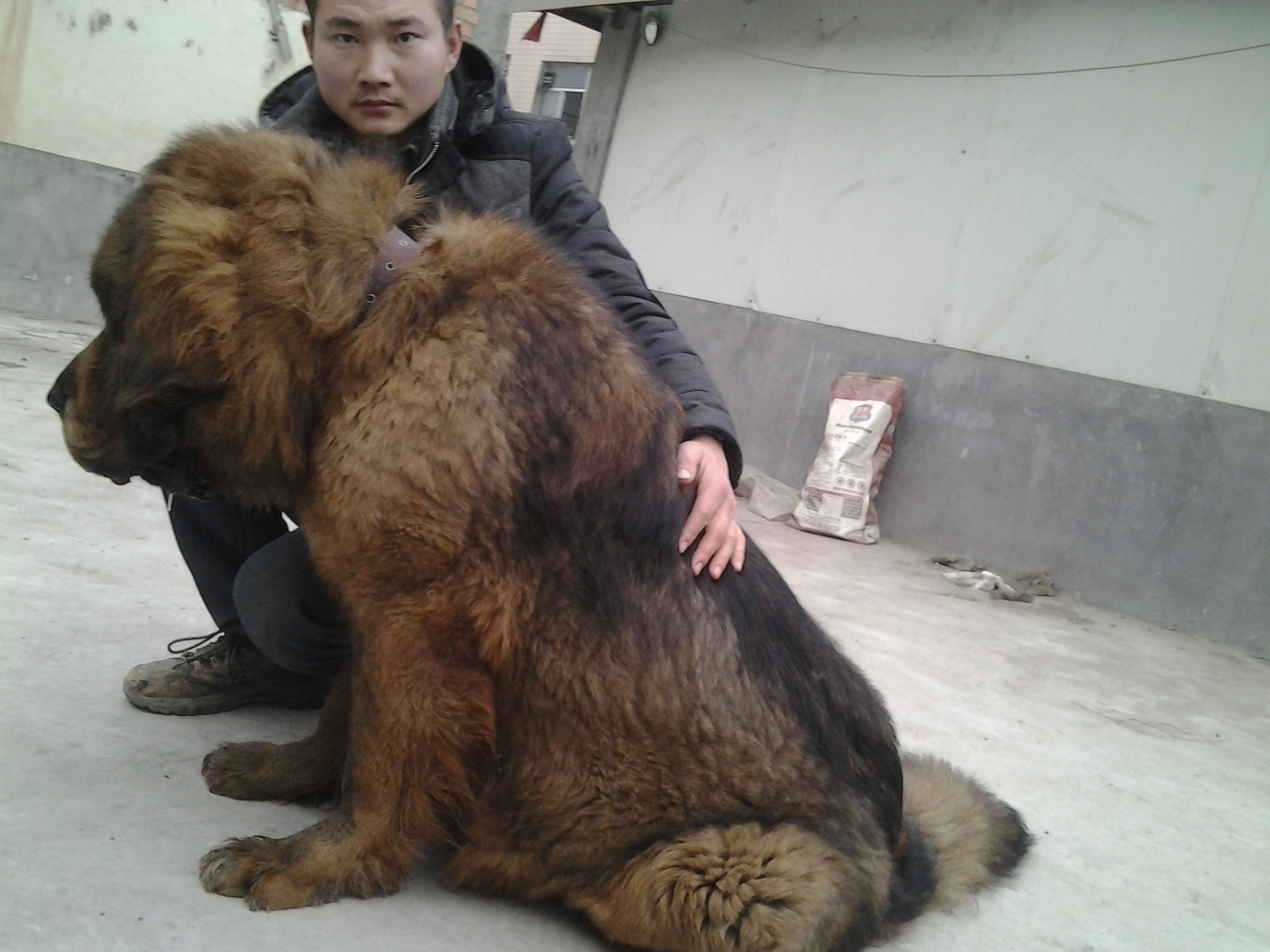 红悍马血系纯血统红藏獒