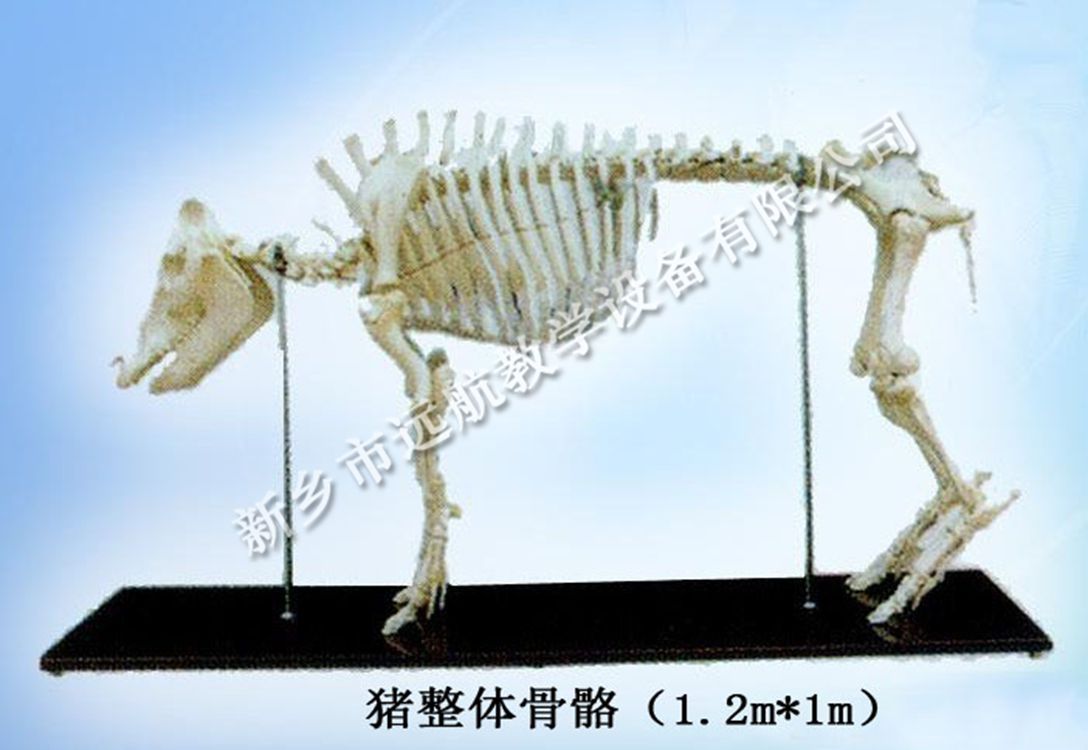 猪骨架,马骨架,牛骨架(第3页)_大山谷图库