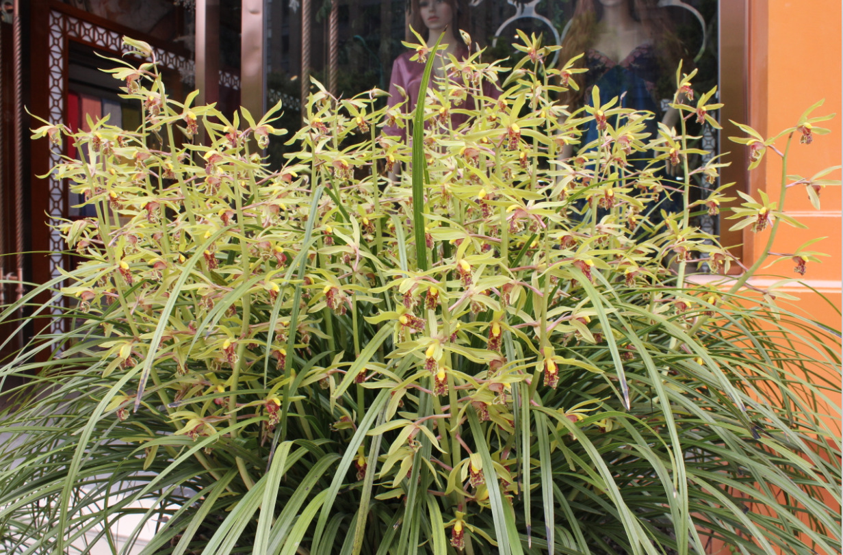 转:61花枝,600多朵惠兰,30年的栽培,其他不多说了.