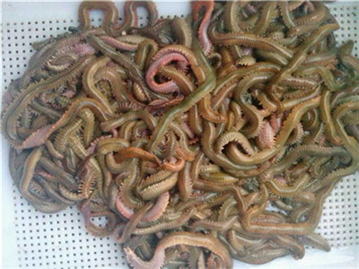 双齿围沙蚕,万能钓饵,腥味大,活力好,易诱鱼