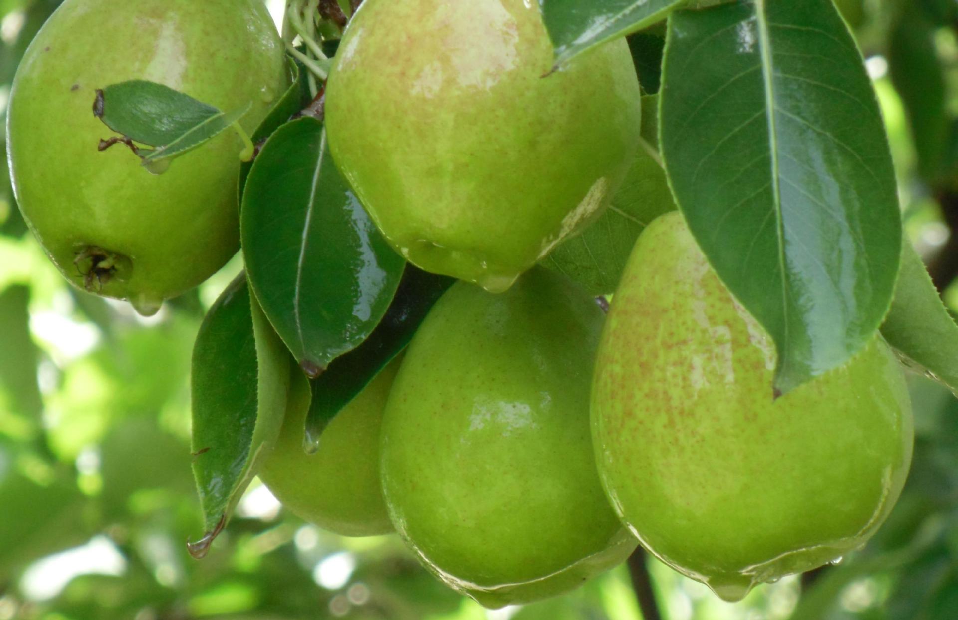 汤山百年绿源 新疆库尔勒香梨 西域特级香妃梨6kg 新鲜水果