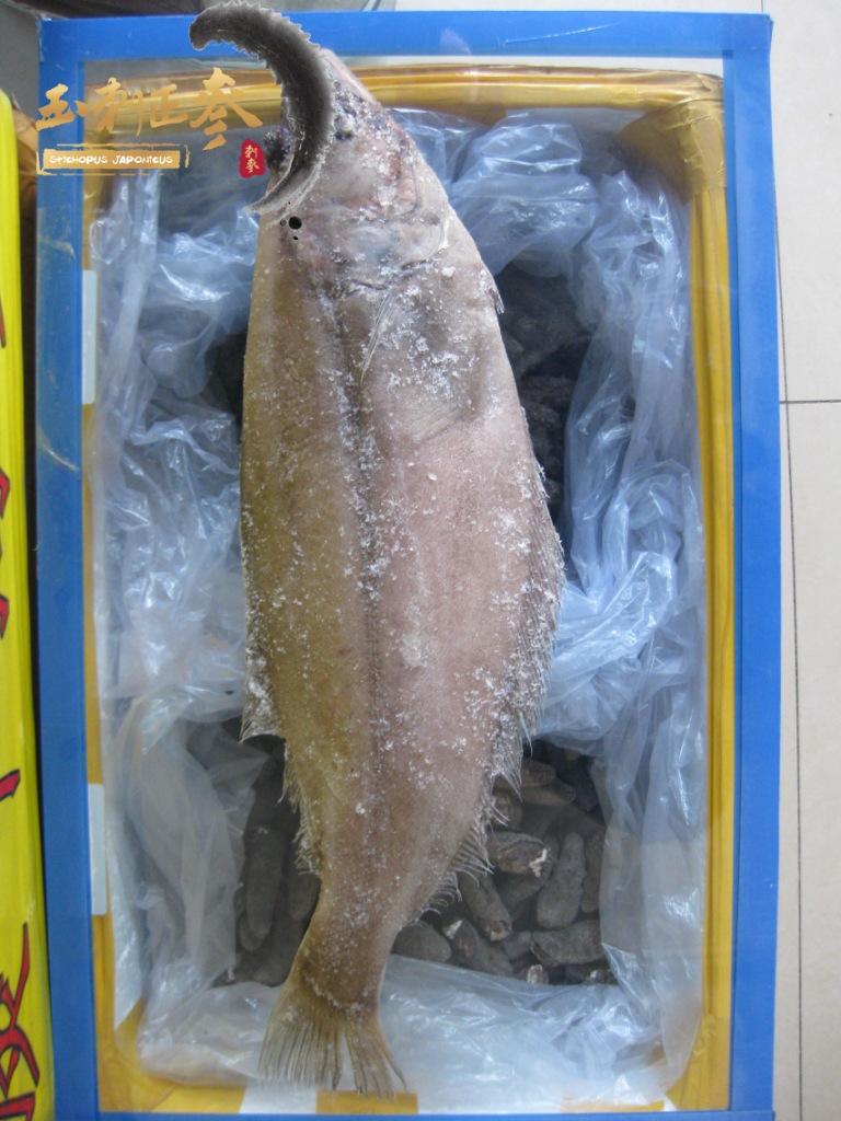 【玉刺正参】格陵兰岛野生鲽鱼比目鱼 天然野生 肉质鲜美