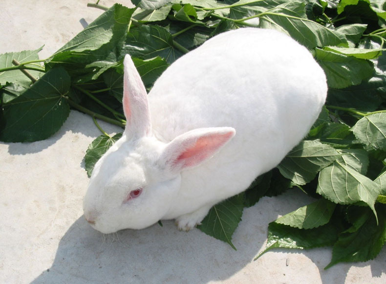 江西赣南家兔肉兔兔子批发 山区农家仿野生饲养肉兔大量订购批发