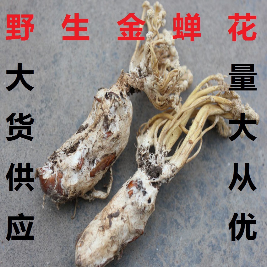 金蝉花批发 土蝉花 蝉蛹草 蝉茸 知了花 纯天然15年新货 产地直销