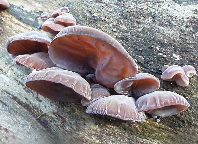 新鲜农家干货 热卖超厚黑木耳 优质干木耳 特价直销